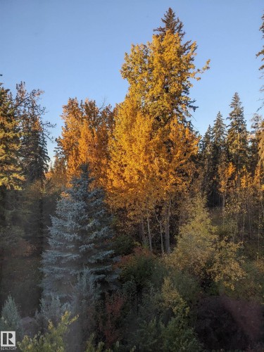 Mature trees showcasing vibrant autumnal foliage - 1728 Rutherford Pt Point(E) Sw, Edmonton, AB - Outdoor With View