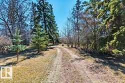 Wooded acreage with a winding dirt path, surrounded by mature deciduous and evergreen trees - 