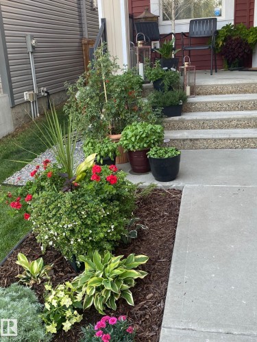 Landscaped front yard area featuring diverse plantings, concrete walkway, and a multi-level porch with aggregate steps - 1359 Westerra Drive, Stony Plain, AB - Outdoor