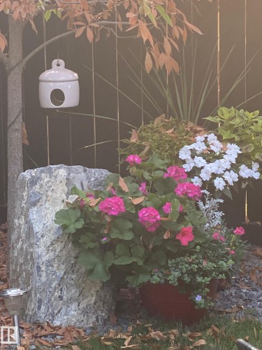 Garden area featuring varied plantings, a large natural stone element, and a dark privacy fence - 1359 Westerra Drive, Stony Plain, AB - 