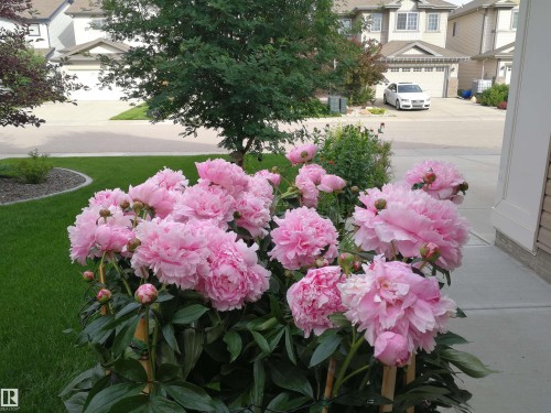 Lush pink peony bushes adorn the property's exterior, complemented by a verdant lawn and a landscaped rock border - 1330 114B Street, Edmonton, AB - Outdoor