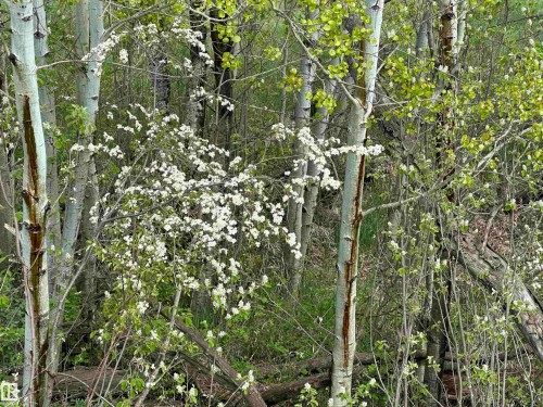 blossoming shrubs - 563003 Range Road 205, Rural Lamont County, AB 