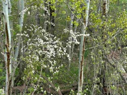 blossoming shrubs - 