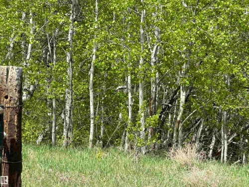 Mature aspen grove with vibrant green foliage, the entry to this natural quarter of land. - 563003 Range Road 205, Rural Lamont County, AB 