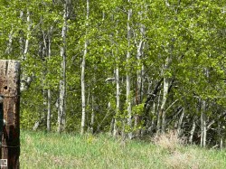 Mature aspen grove with vibrant green foliage, the entry to this natural quarter of land. - 
