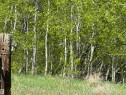 Mature aspen grove with vibrant green foliage, the entry to this natural quarter of land. - 563003 Range Road 205, Rural Lamont County, AB 