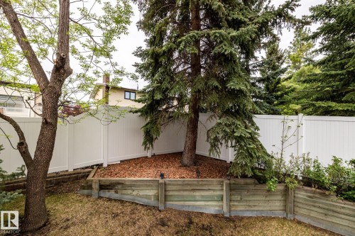 Sloping backyard featuring a white privacy fence, mature evergreen trees, a deciduous tree, wood retaining walls, and a mulched garden bed - 4632 151 Street, Edmonton, AB - Outdoor