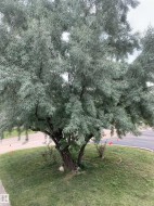 Mature tree with established trunk and branches providing natural shading - 