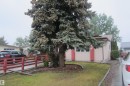 Mature evergreen tree providing natural screening, with a manicured front lawn and decorative brick edging - 3814 37 Avenue, Leduc, AB  - Outdoor 