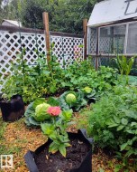 Summertime view of fenced backyard with vegetable garden and sheds - 