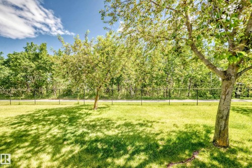 Expansive green lawn with mature trees and a chain-link fence bordering a wooded area - 50 303 Twin Brooks Drive Nw, Edmonton, AB 