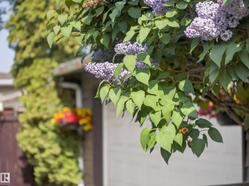 Mature lilac bush with vibrant purple blooms - 18416 90 Avenue, Edmonton, AB 