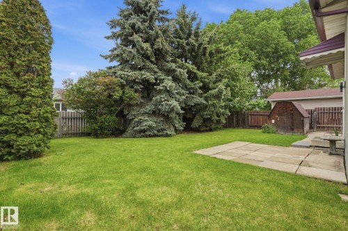 Expansive green lawn with mature evergreen trees and a paved patio area - 1008 61 Street, Edmonton, AB 