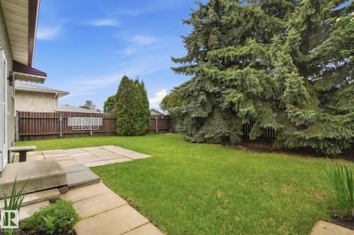 Expansive backyard featuring a large lawn, mature evergreen trees, a concrete paver patio, and a privacy fence - 1008 61 Street, Edmonton, AB 