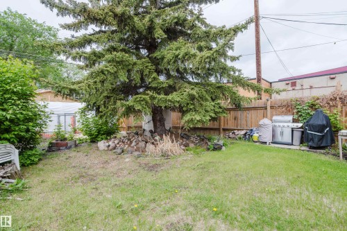 Expansive grass yard with mature tree, surrounded by a wood fence - 11158 65 Street, Edmonton, AB 