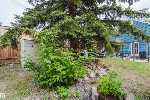 Expansive backyard featuring a large evergreen tree, a rock garden element, a fire pit, and a storage shed - 11158 65 Street, Edmonton, AB 