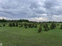 Expansive green field featuring numerous evergreen trees - 