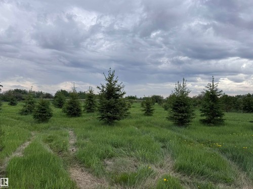 Expansive verdant field featuring numerous evergreen trees - 57532 Rg Rd 270, Rural Westlock County, AB 