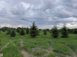 Expansive verdant field featuring numerous evergreen trees - 