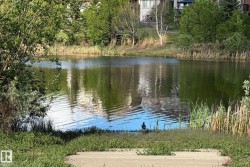 Tranquil pond with surrounding green foliage and natural grass - 