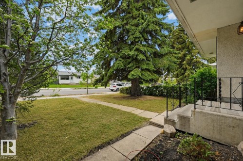 Front yard featuring a concrete walkway, mature evergreen trees, and a manicured lawn - 10712 52 Avenue, Edmonton, AB 