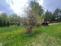 Expansive grassy lot featuring a variety of mature trees and scattered yellow blossoms - 27 52330 Rge Road 15, Rural Parkland County, AB 