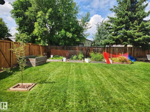 Expansive lawn area featuring a young tree, multiple raised garden beds, and a wood privacy fence - 10511 26 Avenue, Edmonton, AB 