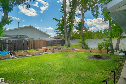 Expansive backyard with a lush lawn, multiple raised garden beds, and mature trees providing natural shade - 13524 26 Street, Edmonton, AB 