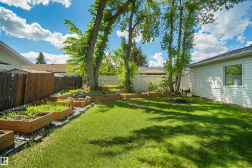 Expansive backyard featuring a manicured lawn, multiple raised garden beds, mature trees, and a privacy fence - 13524 26 Street, Edmonton, AB 