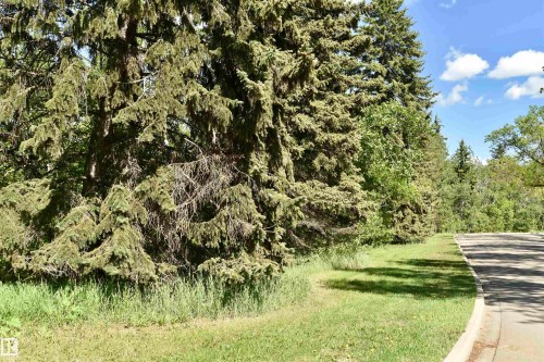 Mature evergreen trees bordering a paved road with a concrete curb - 6 St George'S Crescent, Edmonton, AB 