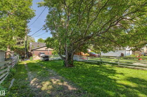 Expansive backyard featuring a large mature tree providing natural shade, a white picket fence, and a grass path - 11417 65 Street, Edmonton, AB 
