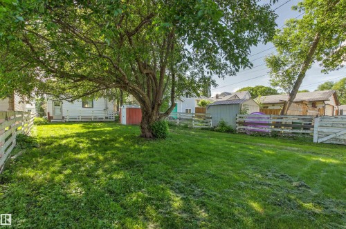 Expansive fenced yard featuring a mature shade tree, a detached storage shed, a red utility shed, and a white picket fence - 11417 65 Street, Edmonton, AB 