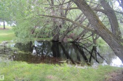 Natural water feature with surrounding mature trees and lush greenery - 