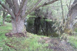 Wooded area featuring mature trees and a tranquil water body - 