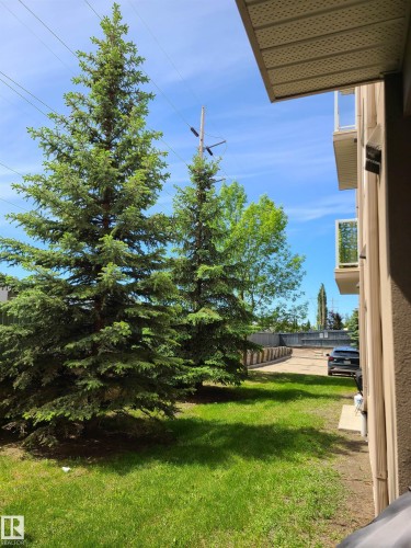 Grassed side yard featuring mature evergreen trees - 116 5005 165 Avenue, Edmonton, AB 