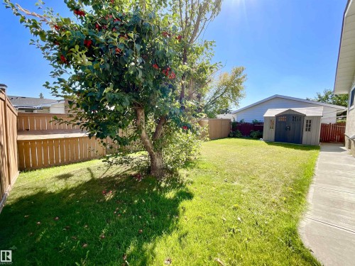 Private backyard featuring a mature fruit-bearing tree, a wooden privacy fence, a concrete walkway, a grass lawn, and a storage shed - 11031 166 Avenue, Edmonton, AB 