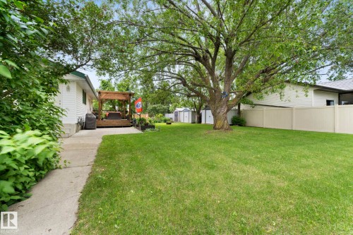 Expansive backyard featuring a large tree, a wooden deck with a pergola, a concrete pathway, a privacy fence, and multiple storage sheds - 9940 83 St, Fort Saskatchewan, AB 