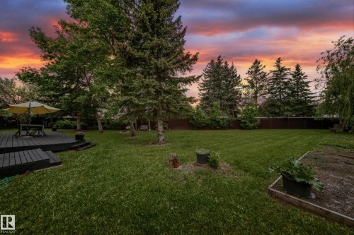 Expansive backyard featuring a dark-stained deck with steps, a large grassy area, mature evergreen trees, and a raised garden bed - 8224 186 Street Nw, Edmonton, AB 