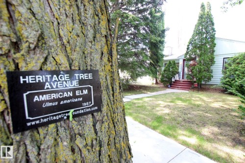 Heritage American Elm tree with a commemorative plaque, featuring a concrete walkway leading to the property - 11242 56 Street, Edmonton, AB 