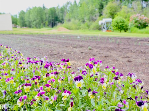 Vibrant purple and yellow flowering plants border a cultivated field - 58403 Rr 60, Rural Barrhead County, AB - Outdoor