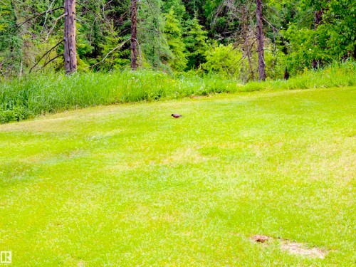Expansive green lawn with a wooded backdrop featuring mature trees and lush foliage - 58403 Rr 60, Rural Barrhead County, AB - Outdoor