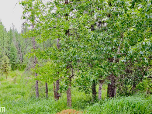Lush natural landscape featuring dense foliage and tall grasses - 58403 Rr 60, Rural Barrhead County, AB - Outdoor