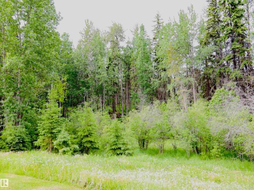 Expansive natural landscape featuring a dense treeline, varied foliage, and a foreground of verdant grass - 58403 Rr 60, Rural Barrhead County, AB - Outdoor