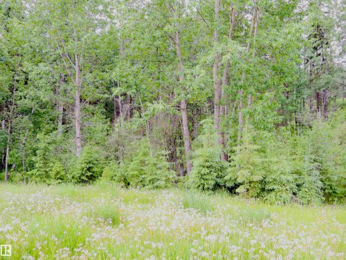 Forested grounds featuring mature trees and verdant undergrowth - 58403 Rr 60, Rural Barrhead County, AB - Outdoor