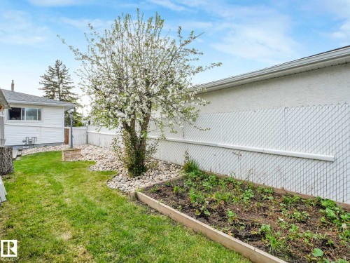Expansive grassy yard area featuring a flowering tree, a raised garden bed, and a gravel border - 9207 169 Street, Edmonton, AB - Outdoor