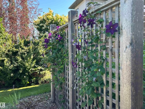 Wood lattice fence adorned with vibrant purple clematis - 324 Ash Close, Leduc, AB 