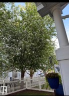Established tree with abundant white blossoms, white picket fence, and columned porch entry - 