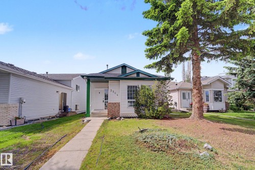 Front exterior with white siding and green trim, featuring a concrete walkway, a small porch, and a large mature evergreen tree - 3704 39 Avenue, Edmonton, AB 