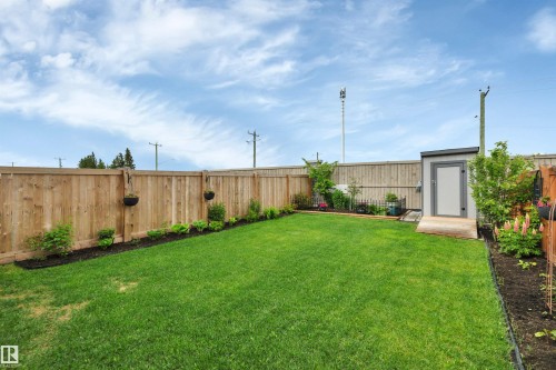 Expansive backyard featuring a manicured lawn, a modern storage shed with a ramp, and a perimeter wood fence - 157 Larch Crescent, Leduc, AB 