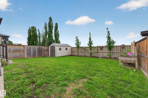 Expansive grassy yard featuring a light-colored storage shed, full privacy fencing, and multiple immature trees - 74 Santana Crescent, Fort Saskatchewan, AB 